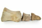 Composite Fossil Hadrosaur Toe (II - , & ) - Montana #352098-5